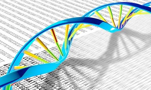 En la nueva investigación los científicos descubrieron que la pérdida de estatmina-2 se puede rescatar utilizando fármacos de ADN de diseño que restablecen el procesamiento normal del ARN