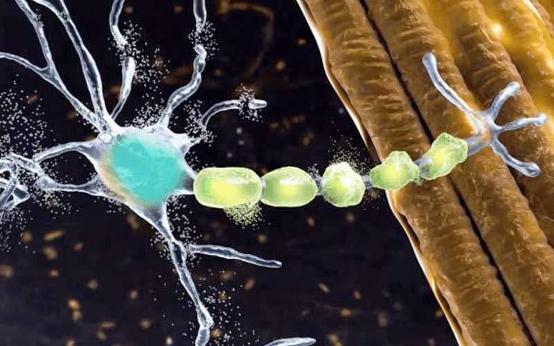 Las neuronas motoras creadas en el laboratorio muestran una susceptibilidad más alta a la muerte celular en comparación con las de individuos sanos, lo que refleja la característica principal de la enfermedad. Foto: Shutterstock.