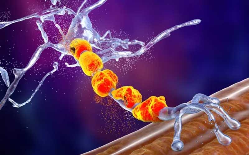 Descubren cómo frenar la progresión de la ELA al rejuvenecer las neuronas